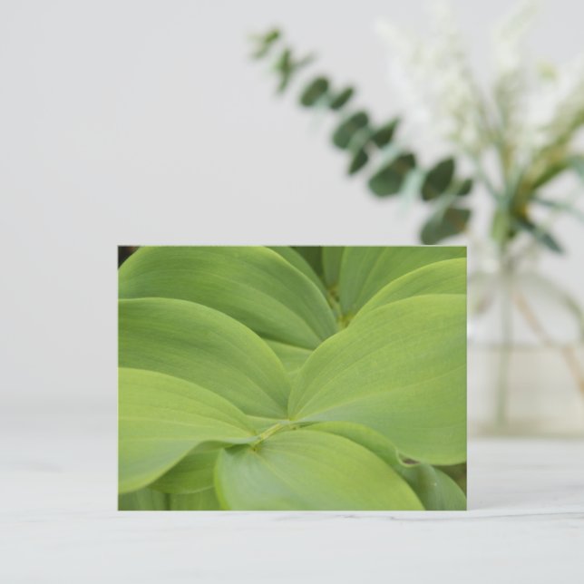 Solomons Seal Postcard (Standing Front)