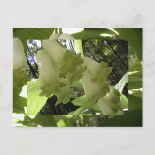 solomon's seal postcard