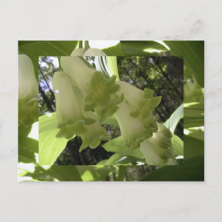 solomon's seal postcard