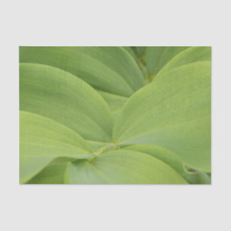 Solomons Seal Tissue Paper