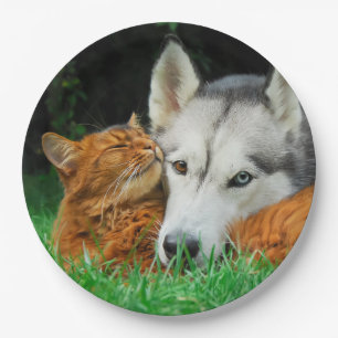 Somali Cat Siberian Husky Cute Friends Huddle Love Paper Plate