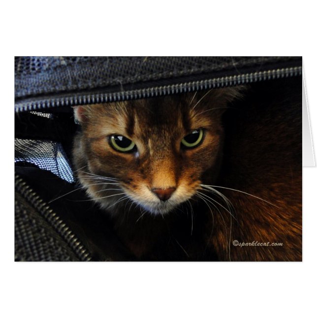 Somali Cat Watching You Card (Front Horizontal)