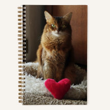 Somali Cat with Heart