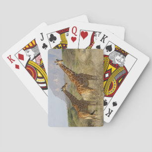 Somali Giraffe, Reticulated Giraffe, Giraffa Playing Cards