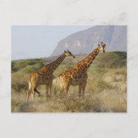 Somali Giraffe, Reticulated Giraffe, Giraffa