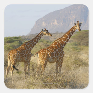 Somali Giraffe, Reticulated Giraffe, Giraffa Square Sticker