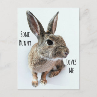 Some Bunny Loves Me Collection Rabbit Easter Holiday Postcard