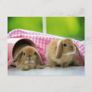 Some Bunny Loves Me Postcard
