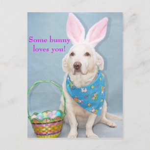 Some bunny loves you! postcard