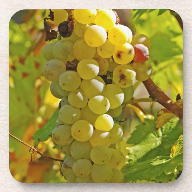 Some Chasselas in the vineyard - planted long Coaster (Front)