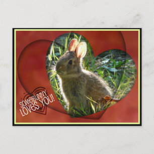 Somebunny Loves You! Bunny Photograph Postcard
