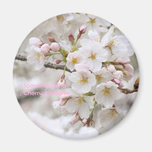Somei-yoshino: Cherry Blossoms [Circle Magnet] Magnet