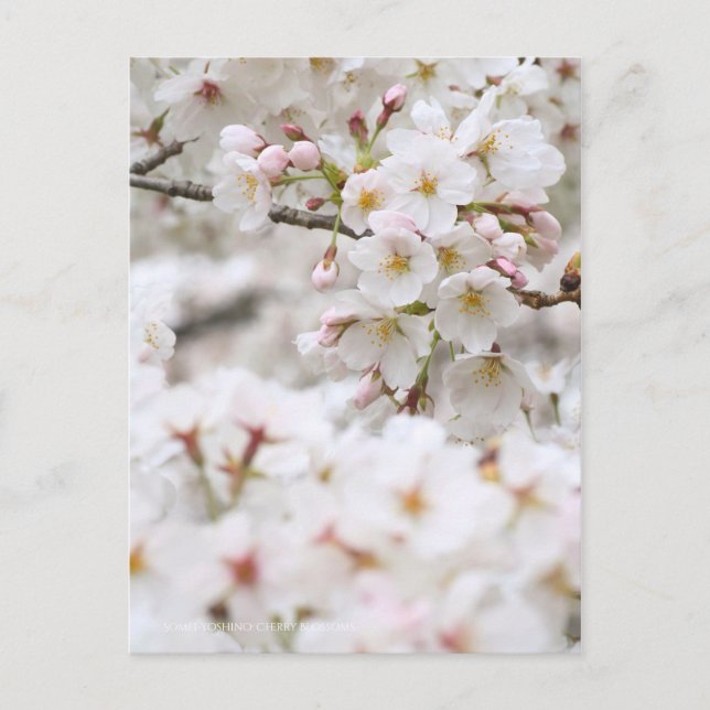 Somei-yoshino: Cherry Blossoms Postcard (Front)