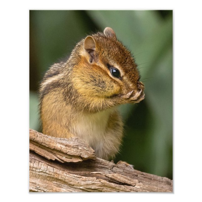 Something Smells Chipmunk  Photo Print (Front)