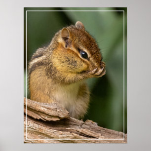 Something Smells Chipmunk Poster