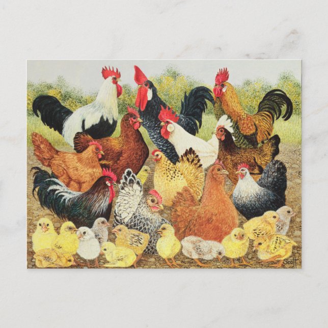 Something to Crow About Postcard (Front)