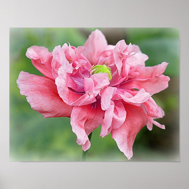 Somniferum Poppy Portrait Poster (Front)