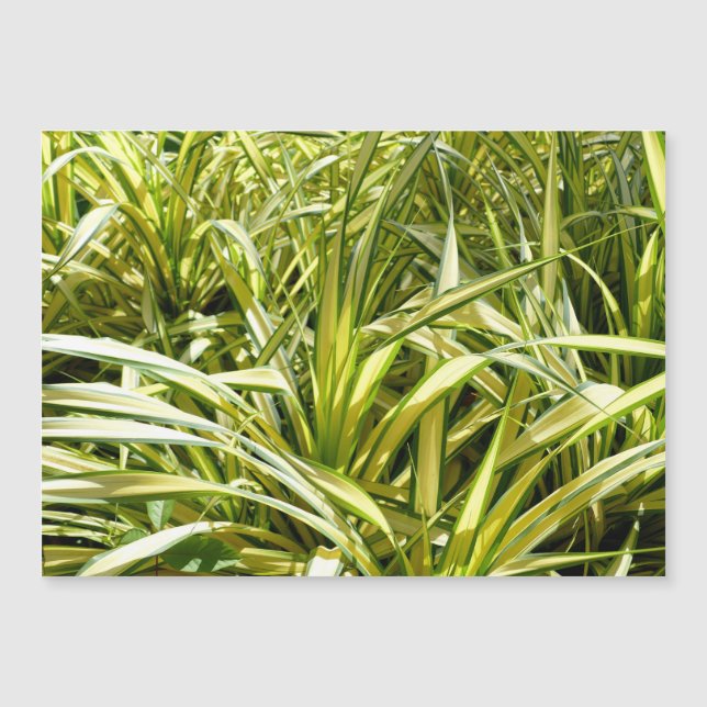 Song of India (Front)