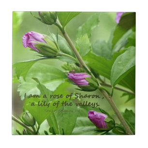 Song of Solomon 2:1 Ceramic Tile