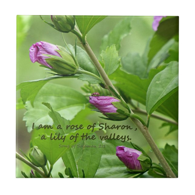 Song of Solomon 2:1 Ceramic Tile (Front)