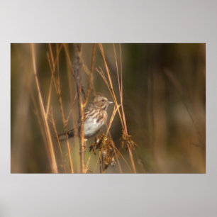 Song Sparrow in the Meadow Poster