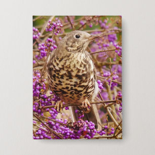 Song Thrush Badge