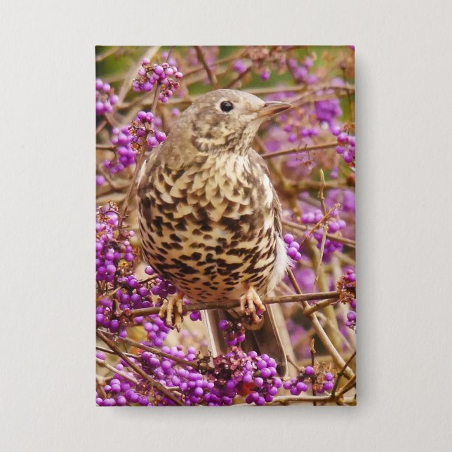 Song Thrush Badge (Front)