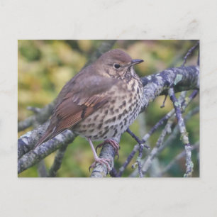 Song Thrush Postcard