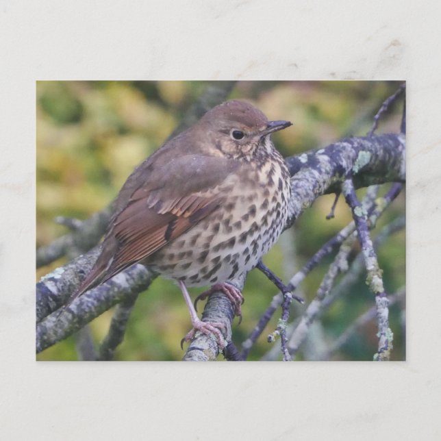 Song Thrush Postcard (Front)