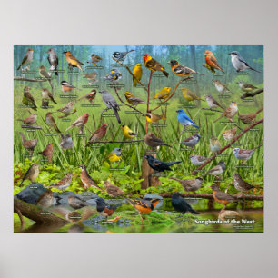 Songbirds of the West Poster