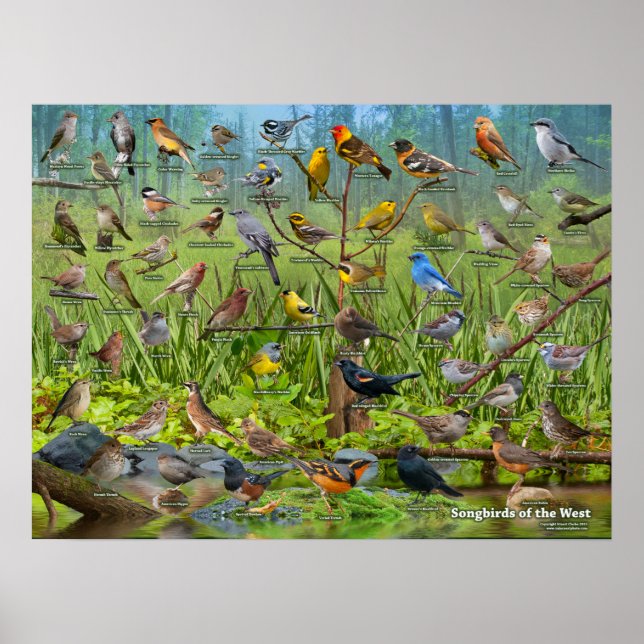 Songbirds of the West Poster (Front)