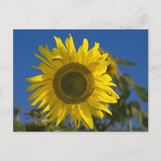Sonnenblume Postkarte Postcard (Front)