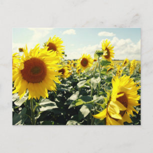 Sonnenblumen Postcard