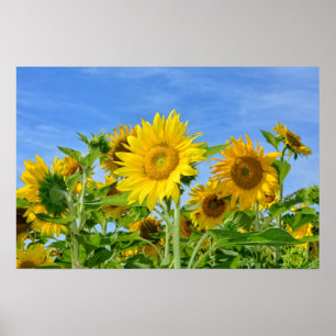 Sonnenblumen Poster