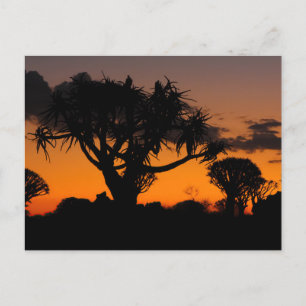 Sonnenuntergang in Namibia Postcard