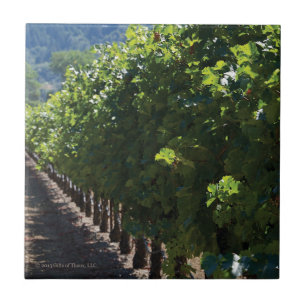 Sonoma County Vineyard - Ceramic Tile