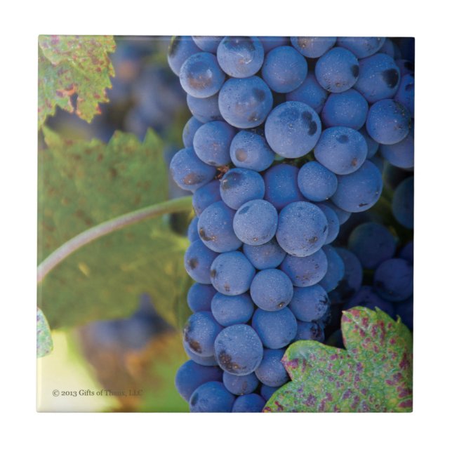 Sonoma County Vineyard Grapes - Ceramic Tile (Front)