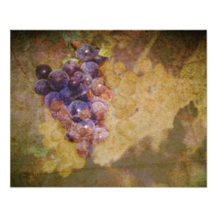 Sonoma Grapes on Vine Photo Print