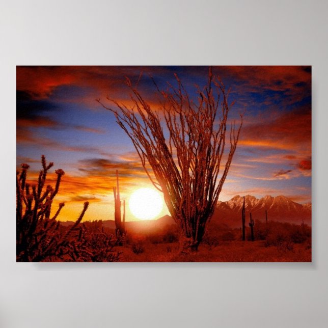 Sonora Desert, Arizona Poster (Front)