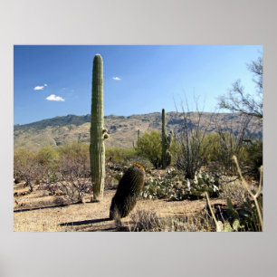 Sonoran Desert 03 poster