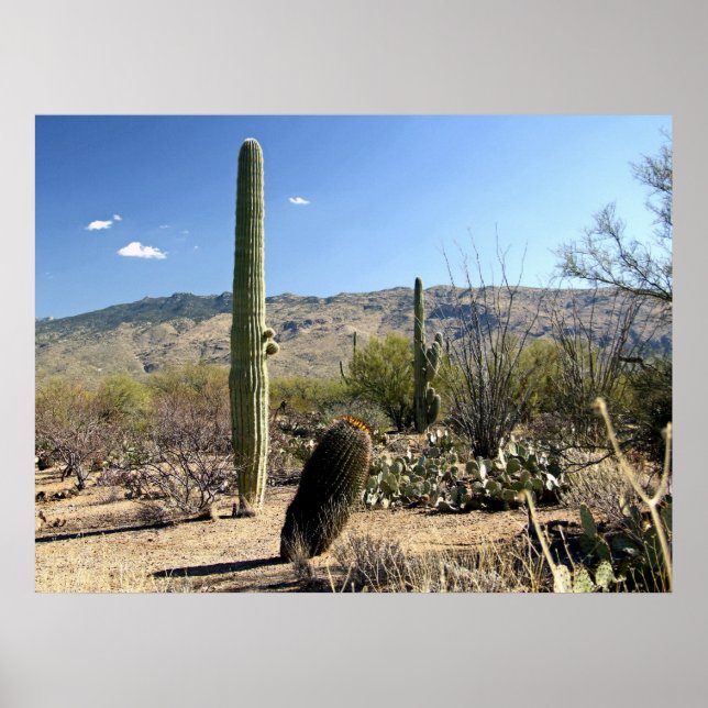 Sonoran Desert 03 poster (Front)