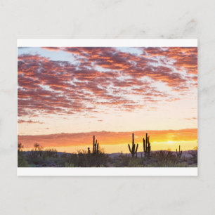 Sonoran Desert Colourful Sunrise Morning Postcard
