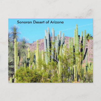Sonoran Desert of Arizona Postcard