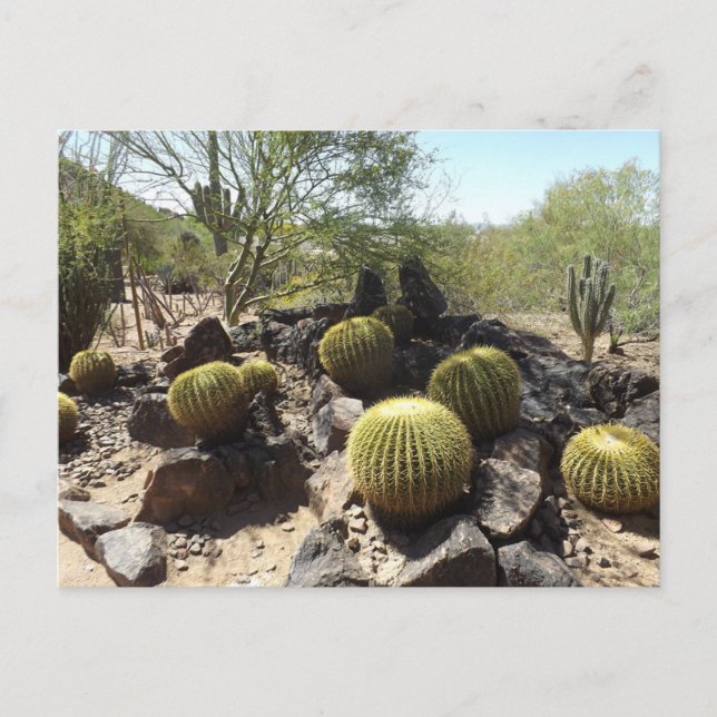 Sonoran Desert Postcard (Front)