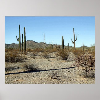 Sonoran Desert Scene 16 Poster