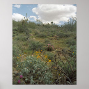 Sonoran Desert Spring Symphony Poster Art Prints