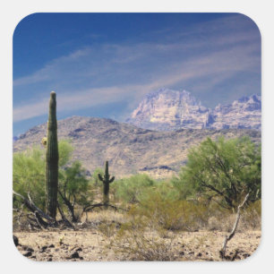 Sonoran desert sticker