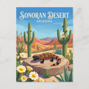 Sonoran Desert USA Postcard