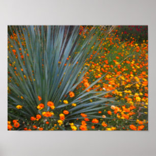Sonoran Desert Wild Flowers 2 Poster
