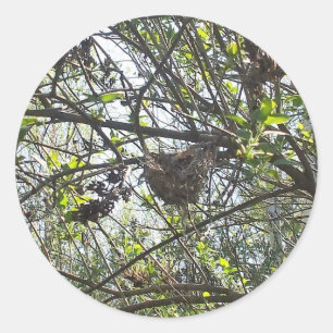 Son's hummingbird's Nest Square Sticker